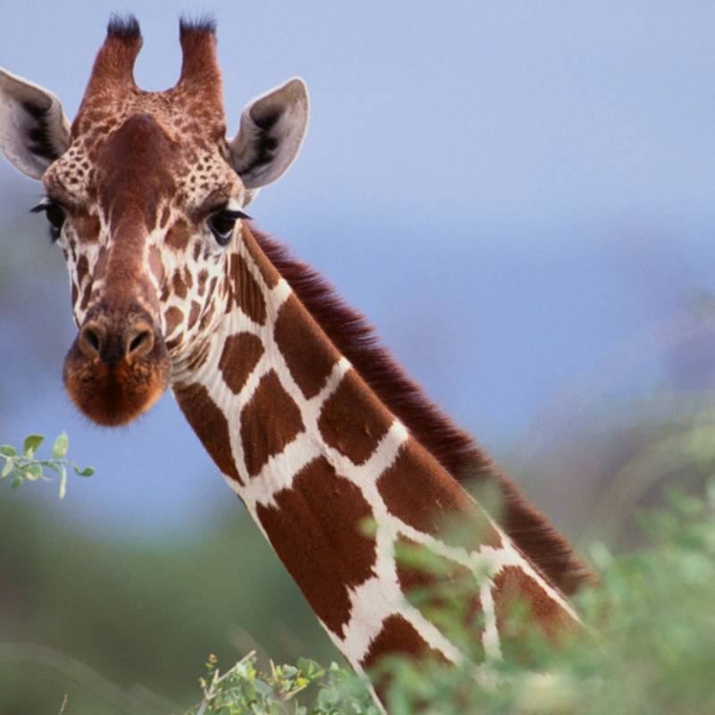 Gold mining threatening forest giraffes in DR Congo