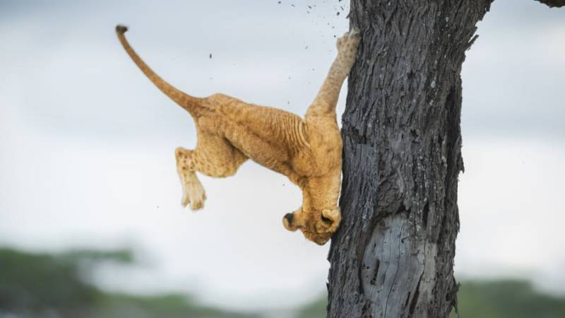 Images of farting zebra and petulant penguin shortlisted for Comedy Wildlife Photography Awards 2022