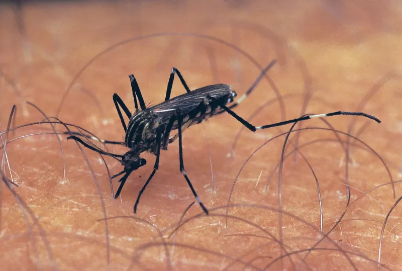 Malaria mosquito from Asia spreading to Africa
