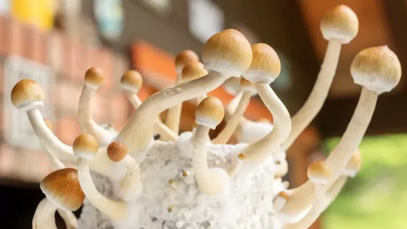 Magic-mushroom drug can treat severe depression - New Study