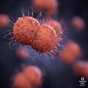 What Gonorrhea Does to Your Body