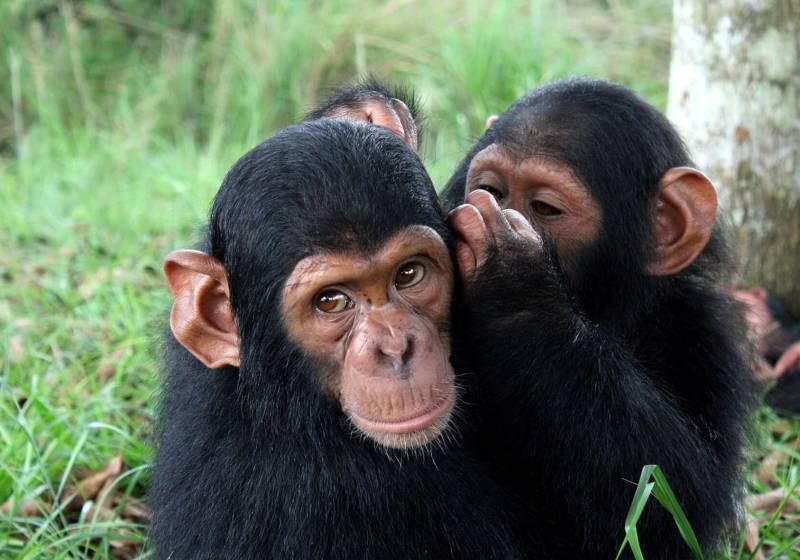Chimpanzees share experiences with each other, a trait once thought to be only human