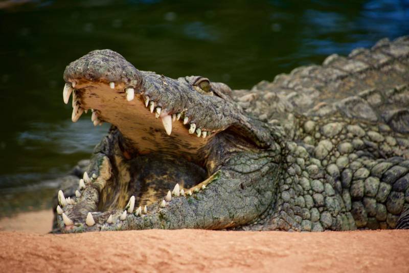 This Village Is Under Attack By Man-Eating Crocodiles