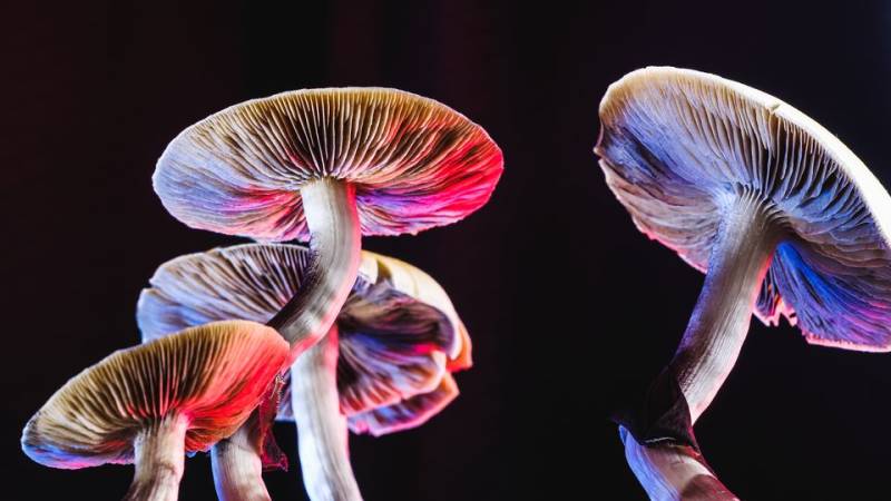 The real risks of psychedelics, explained by an expert | Dr. Matthew Johnson