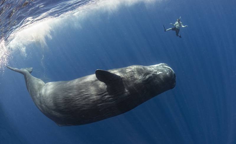 The Insane Biology of: The Sperm Whale