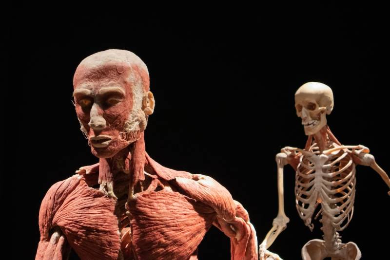 Every Bone in the Human Body and How they Break 