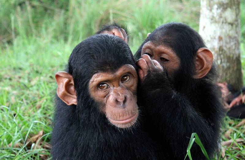 Humans and wild apes share common sign language