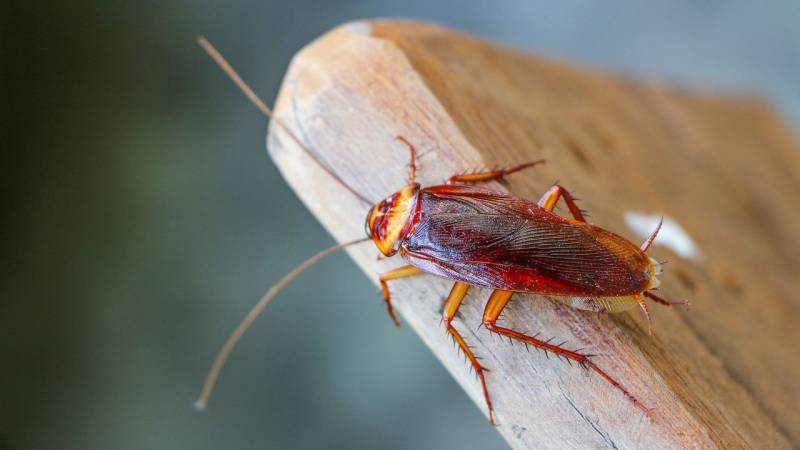 San Antonio Zoo will let you name a cockroach after an ex and feed it to an animal