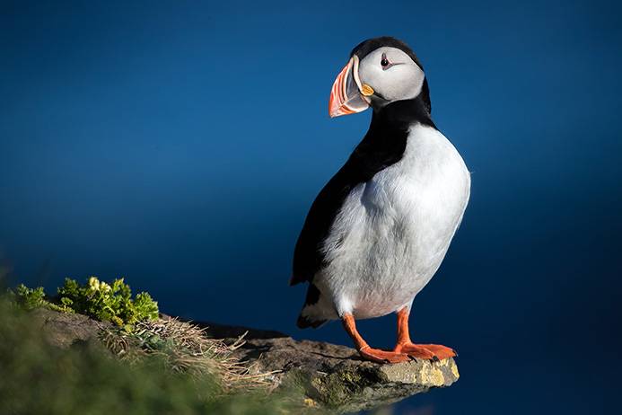 Dolphin Steak and Puffin!! Extreme Meats in Faroe Islands!