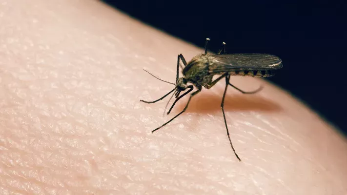 Why Mosquitoes Bite Some People More Than Others