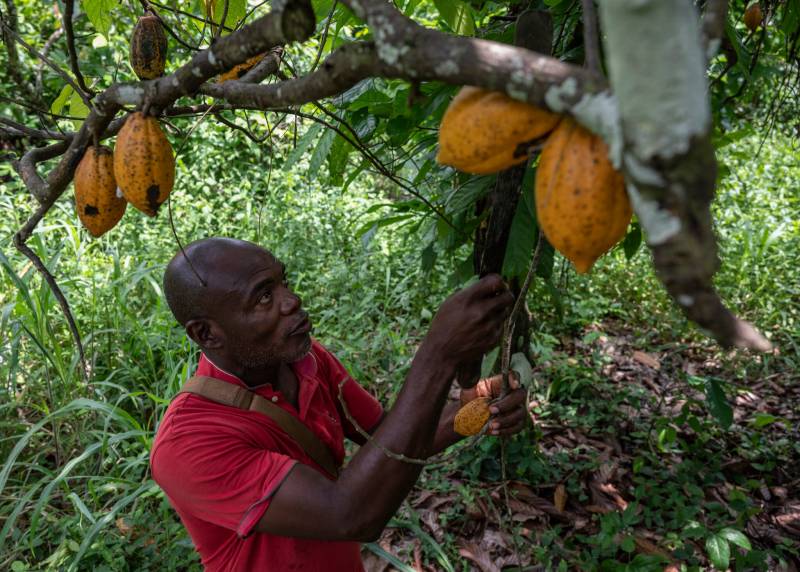 Ivory Coast cocoa farmers welcome heavy rain in central regions