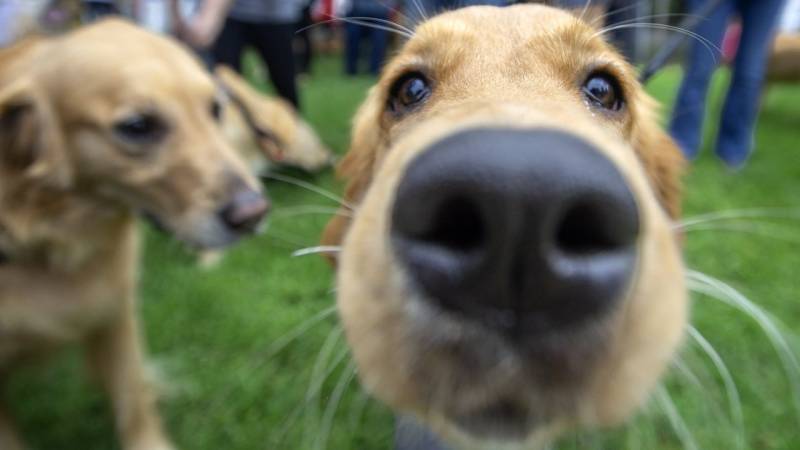 Nature’s supercomputer lives on your dog | Ed Yong