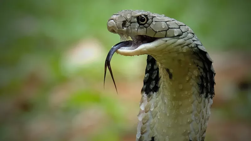 Travels: You shouldn’t suck a cobra bite(See Reasons)