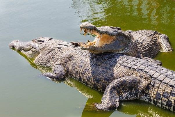 Some Interesting Facts About Crocodiles