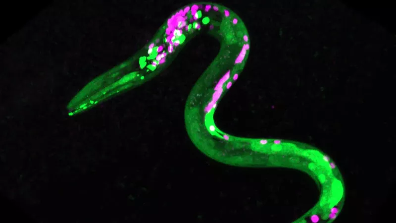 When you give a worm weed, it gets the munchies - New Research