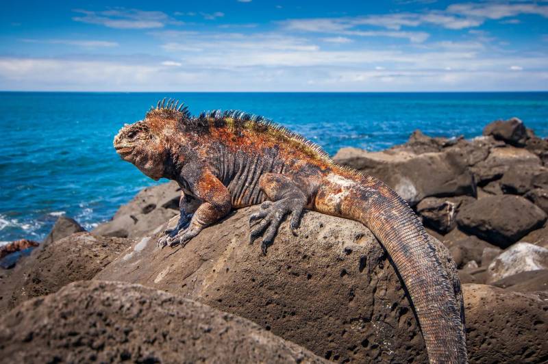 Galapagos Islands - Not Your Typical Tourist Destination