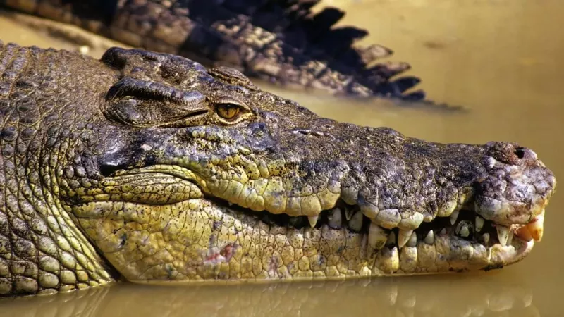 Missing Australian fisherman's body found in crocodile