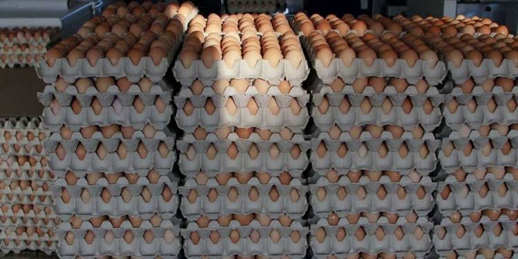 Egg Glut:20 million unsold crates of eggs in Nigeria(How It Happened)