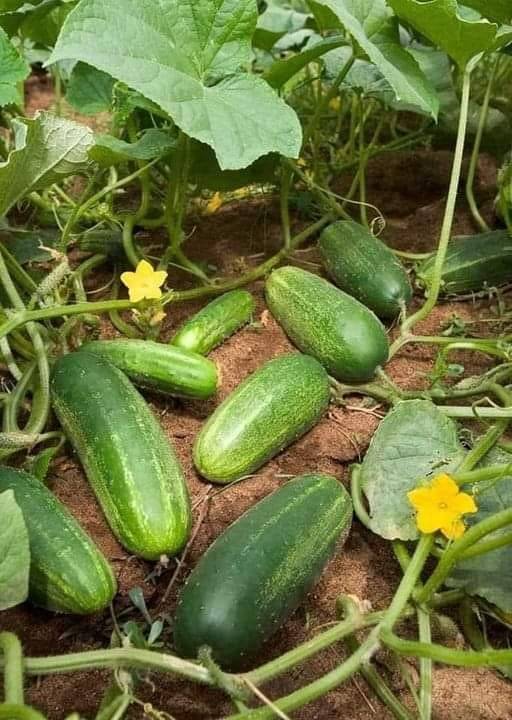 13 FACTS ABOUT CUCUMBERS YOU SHOULD KNOW