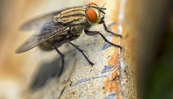 How Entomologists Use Insects to Solve Crimes