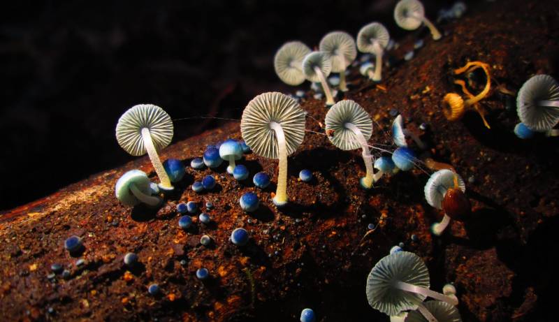 Mycologist Answers Mushroom Questions From Twitter