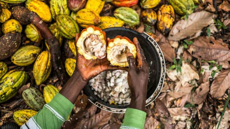 Cocoa prices near 52-week high due to climate change