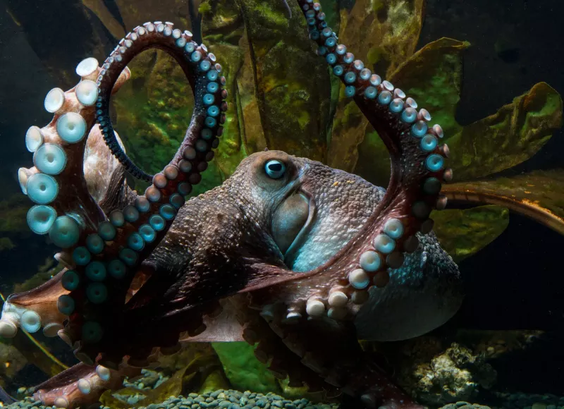 How clever is an octopus, really?