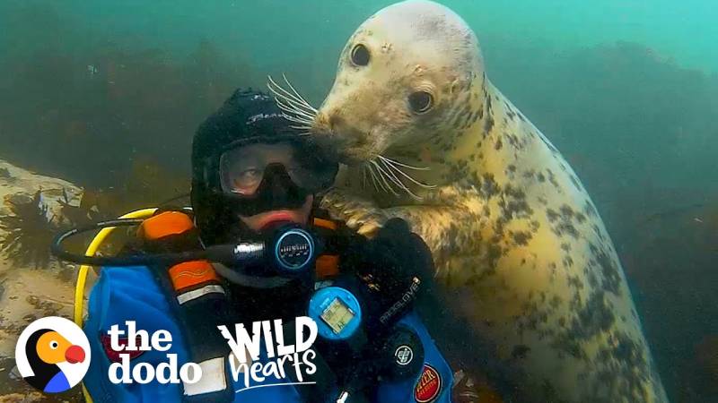 Swimming With Wild Seals For 20 Years 