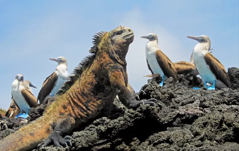 Galapagos Islands 