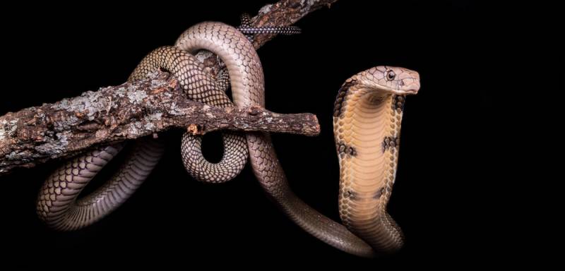 Extracting Venom From Deadly Snakes