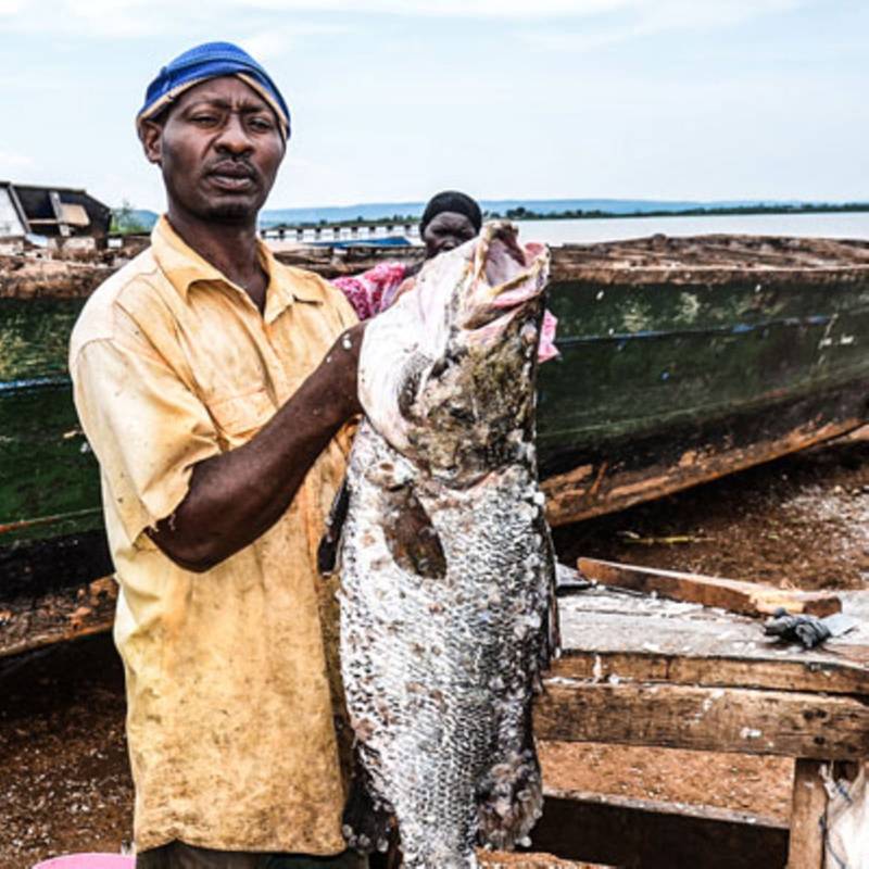 Chinese Demand For Fish Maw (Swim Bladder) Fuels A $52 Million Industry In Uganda