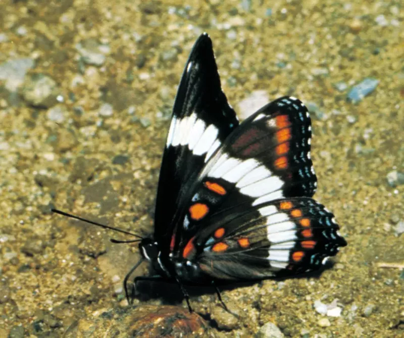 How butterflies and moths inspire science and tech