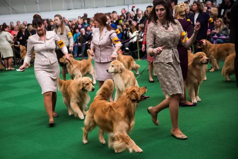 National Dog Show 2023