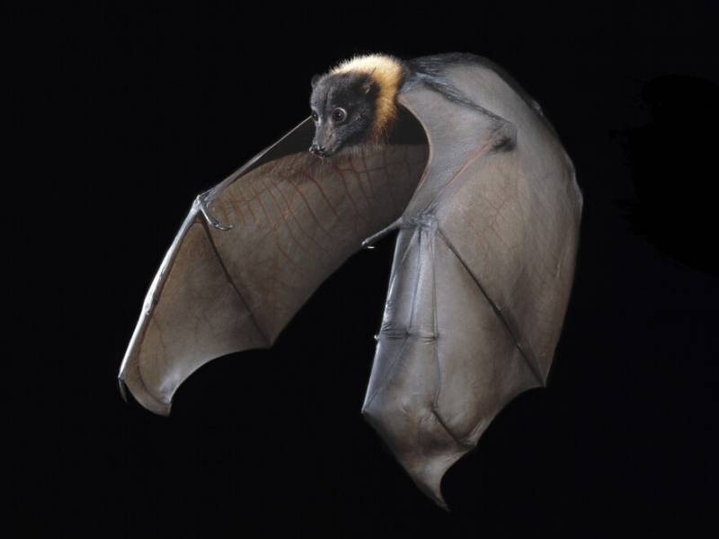 Bats carry deadly diseases without dying