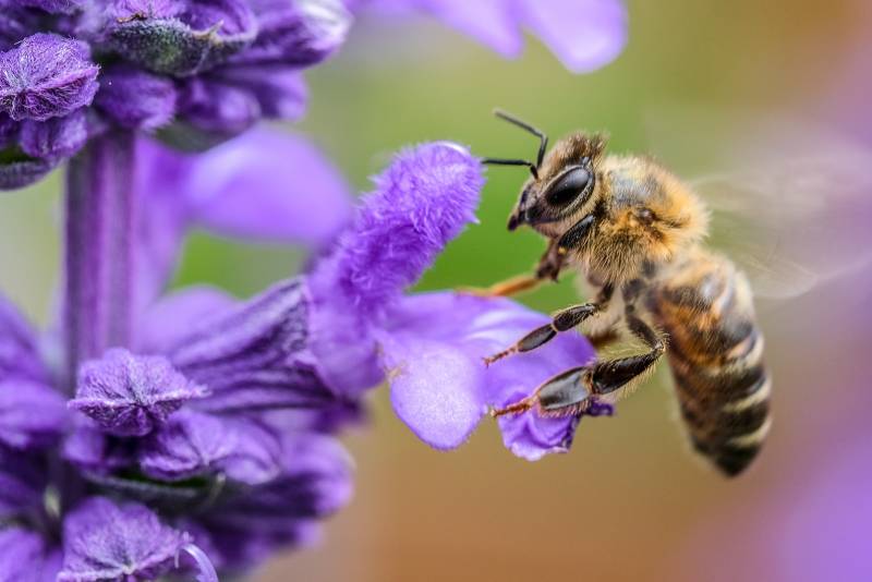 The Power of Pollinators