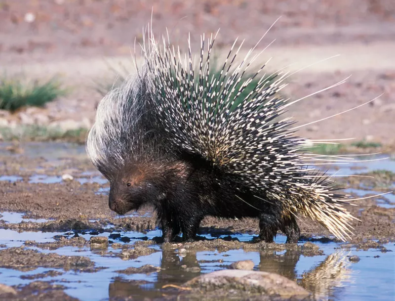 Porcupine Eating Vietnam's Most Dangerous Animal