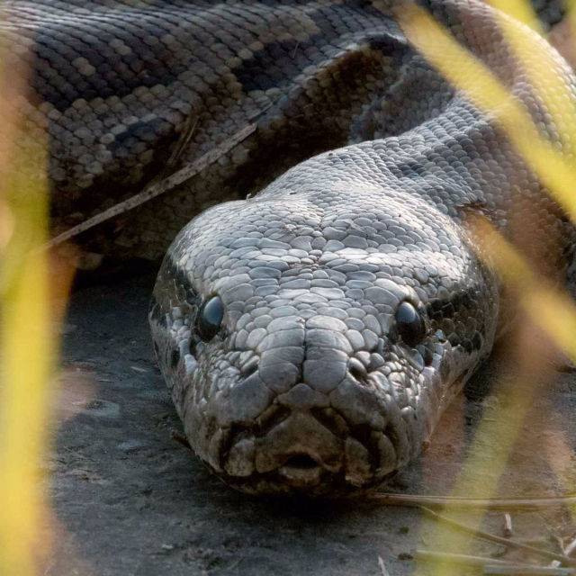 Anaconda, the Silent Predator 