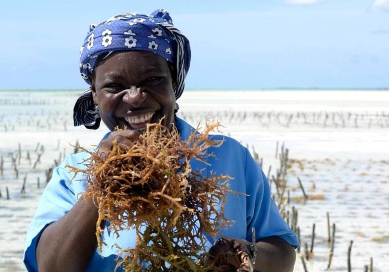 Lucrative Business Of Sea Weeds In Tanzania