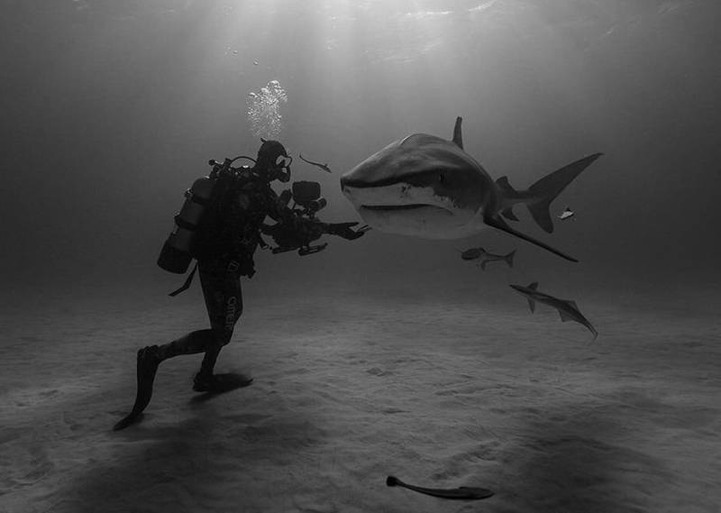 Win or Die: Underwater photography 