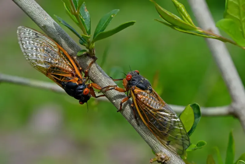 The Insane Biology of: The Cicada