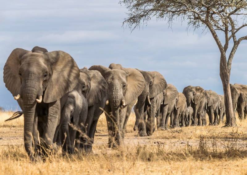 The comeback planet: Mozambique’s “death park”