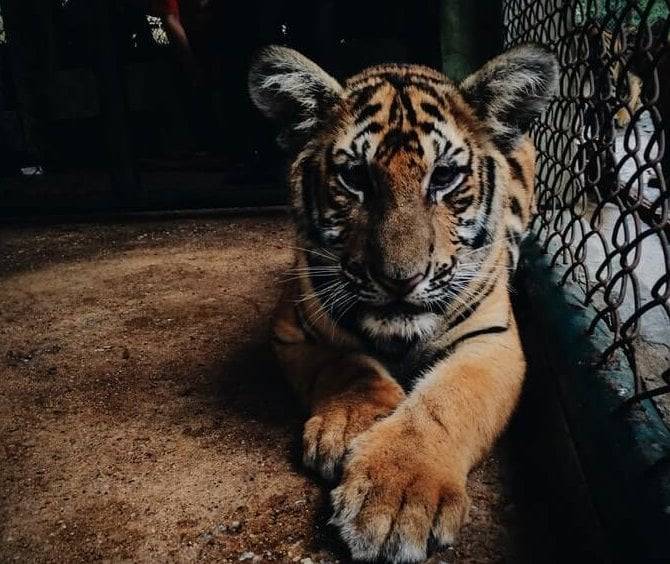 Black Markets: Tigers and Tiger Parts 