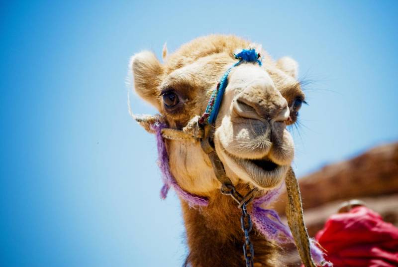 Could the blood of camel species help save us from serious diseases? 