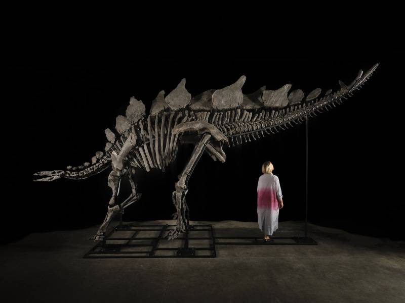 Sotheby - Meet Apex the Stegosaurus