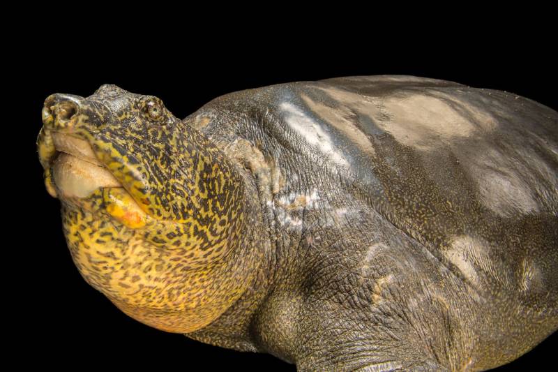 GIANT Soft Shell Turtles