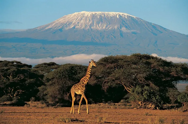 Sam Chui -  Mount Kilimanjaro