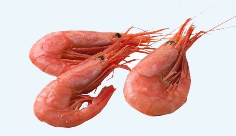 Shrimp Industry Could Go Extinct 