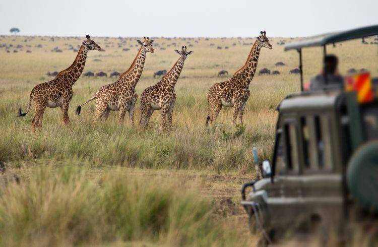 Wode Maya - Botswana