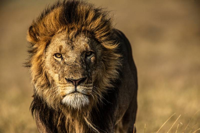 Why Young Lions Get Kicked Out of Their Pride