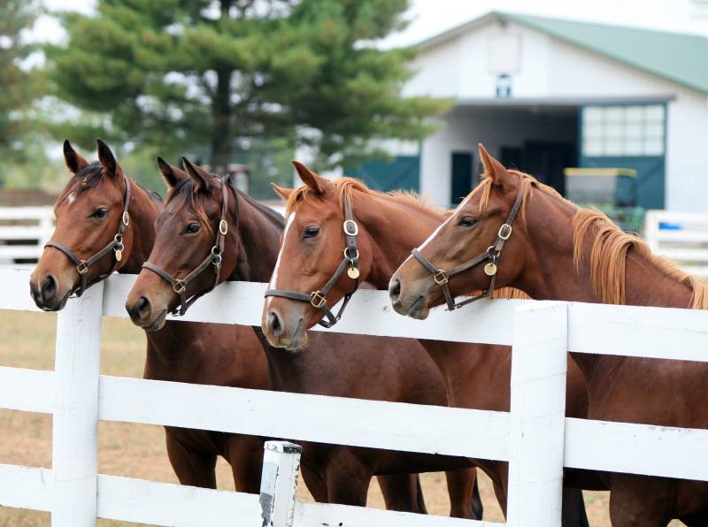 Waterfront Equestrian Ozarks Mansion